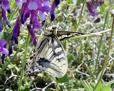 swallowtail